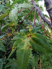 Ricinus