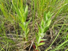 Oenothera pilosella