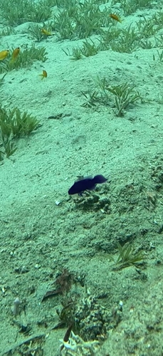 Pseudochromis observed 2026-10-15