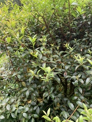 Osmanthus × burkwoodii
