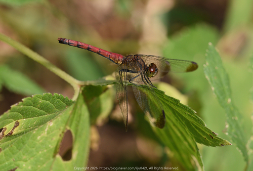 Four-tipped Darter