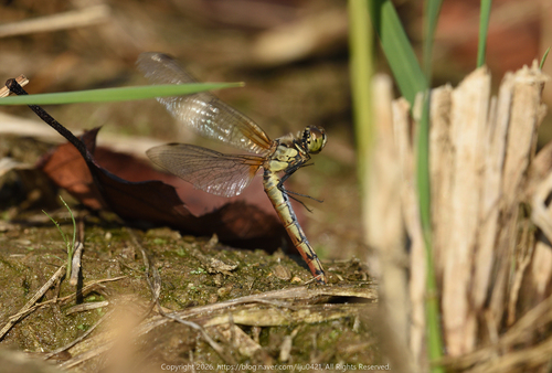 Sympetrum cordulegaster