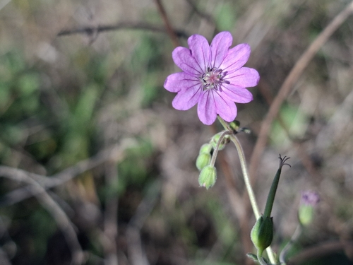Hedgerow Crane's-bill