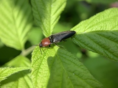 Ampedus rubricollis