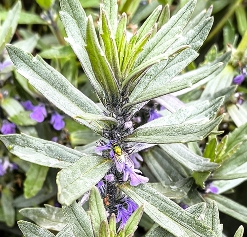 Ajuga integrifolia observed 2026-09-16