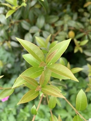 Osmanthus × burkwoodii
