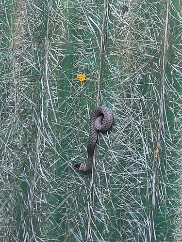 Smooth Snake