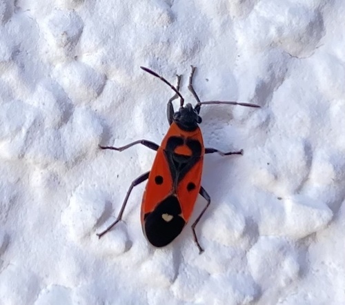 Melanocoryphus albomaculatus
