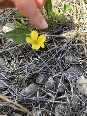 Viola nuttallii