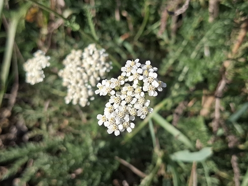 common yarrow