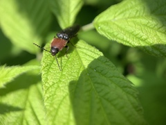 Ampedus rubricollis