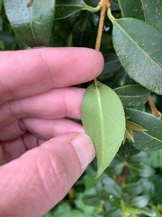 Osmanthus × burkwoodii