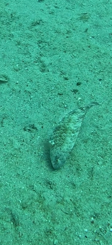 Calotomus viridescens observed 2026-10-15