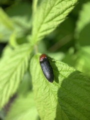 Ampedus rubricollis
