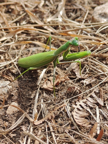 European Mantis