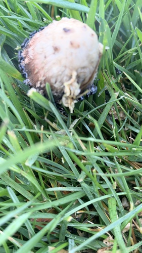 Shaggy Mane