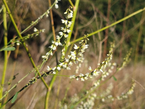 White Sweetclover