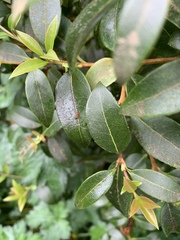 Osmanthus × burkwoodii