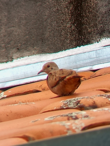 Ruddy Ground Dove