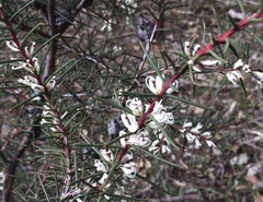 Hakea decurrens physocarpa