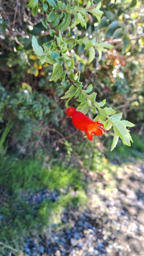 Mitraria coccinea observed 2026-10-15