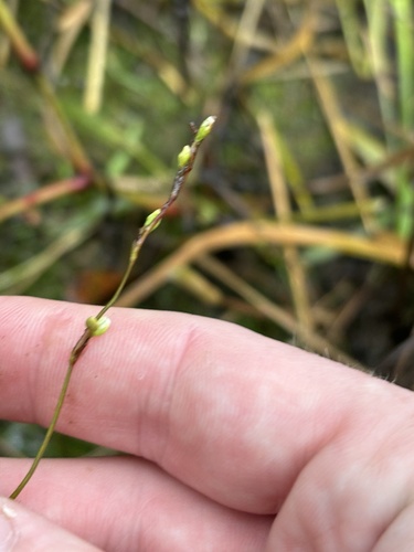 Dotted Smartweed
