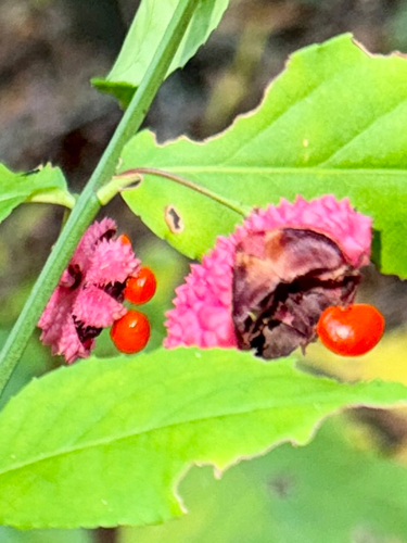 strawberry bush