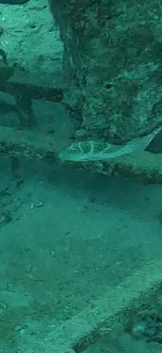 Canthigaster cyanospilota observed 2026-10-15