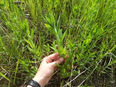 Oenothera pilosella