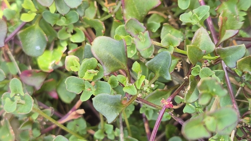 Chenopodium robertianum, 2026-10-15