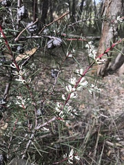 Hakea decurrens physocarpa
