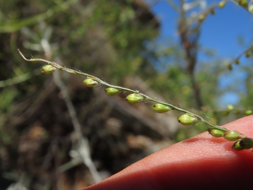 Urochloa fusca observed 2026-10-14