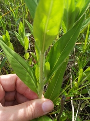 Oenothera pilosella