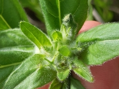 Oenothera pilosella