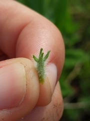 Oenothera pilosella
