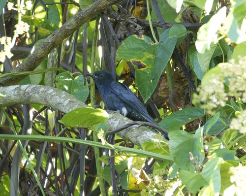 Surniculus lugubris observed 2026-10-05