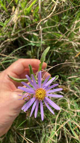 Italian Aster