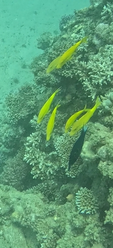 Parupeneus cyclostomus observed 2026-10-15