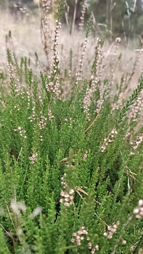 common heather