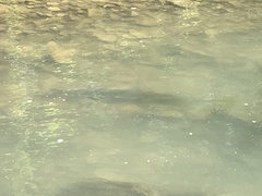 Lepisosteus osseus