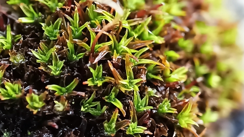 Bryoerythrophyllum recurvirostrum observed 2026-10-15