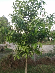 Olmediella betschleriana