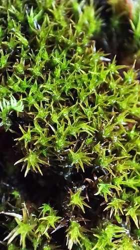 Didymodon rigidulus, 2026-10-15