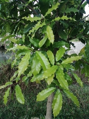 Olmediella betschleriana