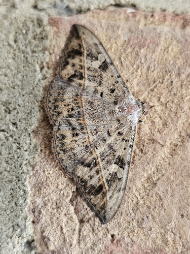 Velvetbean Caterpillar Moth