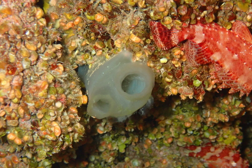 Ciona intestinalis observed 2026-10-08