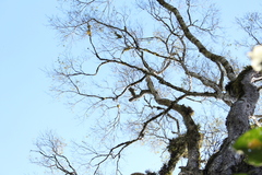 Diatenopteryx sorbifolia