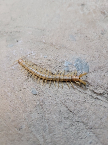Common Desert Centipede