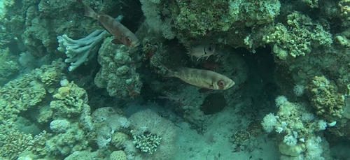 Priacanthus hamrur observed 2026-10-15