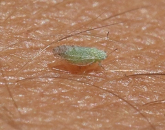 Craspedolepta martini